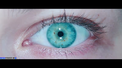 resident evil 2 apocalipse