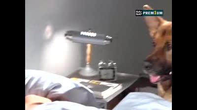 Il commissario Rex 02x10