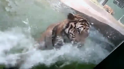 Animales Chistosos en Acción: ¡Prepárate para Reír a Carcajadas! ???